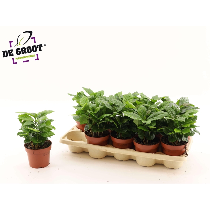 <h4>COFFEA ARABICA</h4>