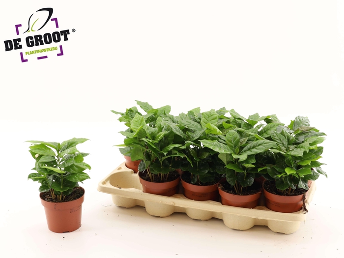 <h4>COFFEA ARABICA</h4>