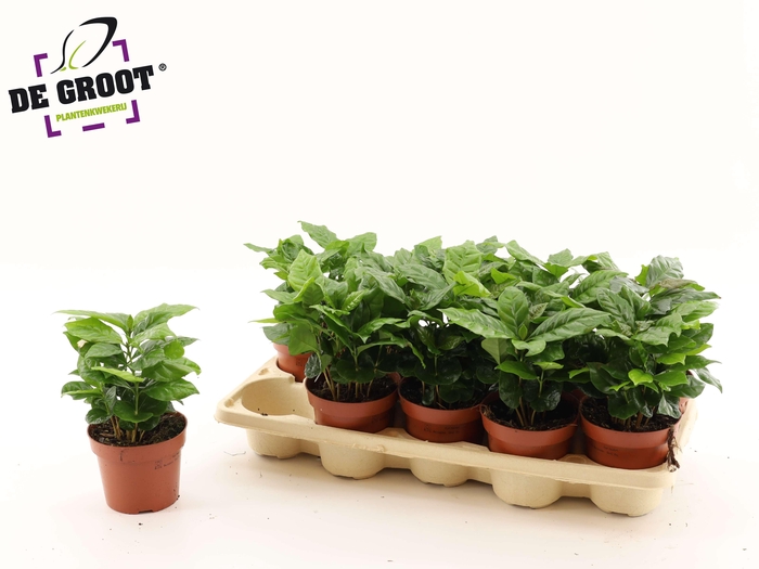 <h4>COFFEA ARABICA</h4>