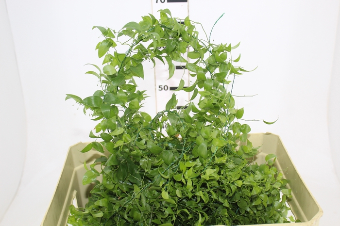 FOLHAGEM ASPARGO SMILAX