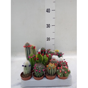 Cactus   ...decorated