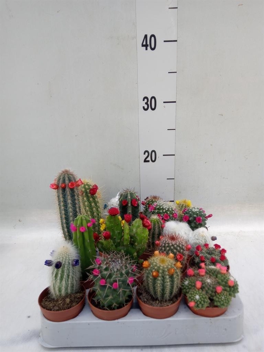 <h4>Cactus ...decorated</h4>