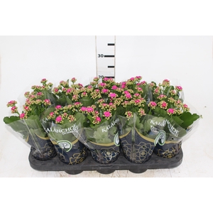 KALANCHOE DOBRADO P11 LILAS