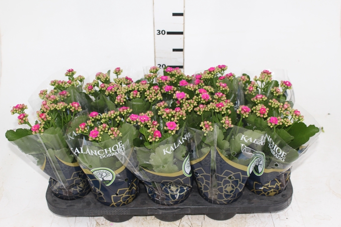 <h4>KALANCHOE DOBRADO P11 LILAS</h4>
