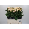 Paeonia Snow Mountain