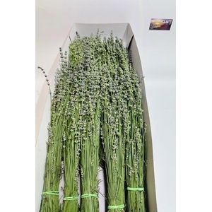 Lavandula Angust Per 68 Cm