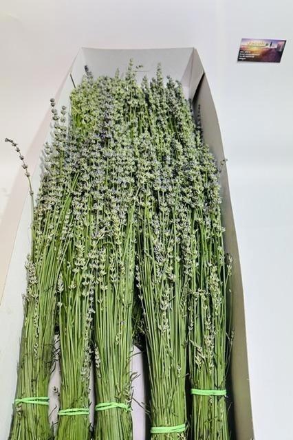 <h4>Lavandula Angust Per 68 Cm</h4>
