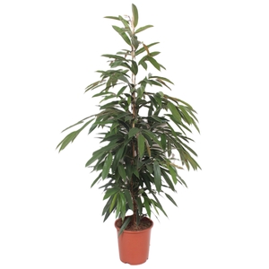 Ficus Amstel King