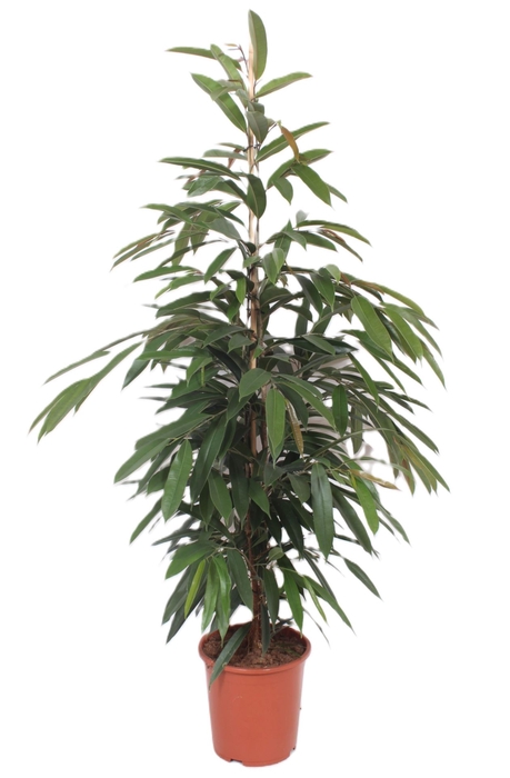 Ficus Amstel King