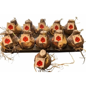 Bloembol Hippeastrum