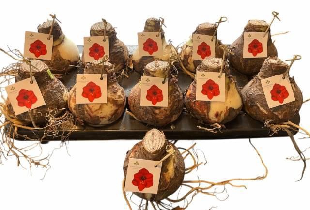 <h4>Bloembol Hippeastrum</h4>