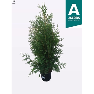 Thuja O Brabant