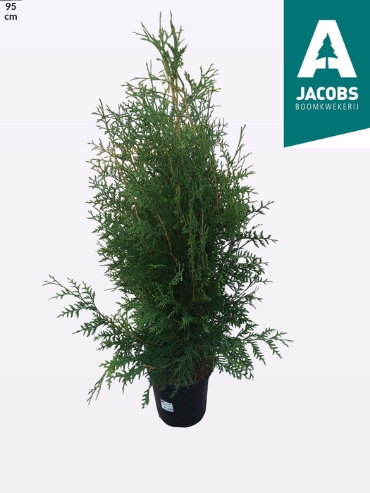 <h4>Thuja O Brabant</h4>