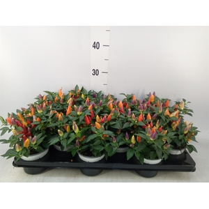 Capsicum annuum 'Acapulco Multicol'