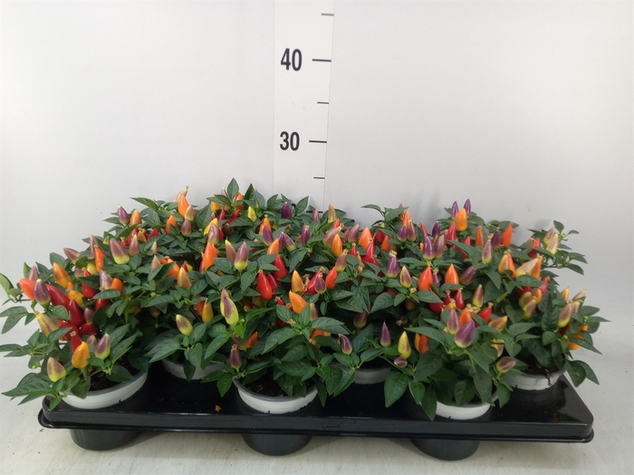<h4>Capsicum annuum 'Acapulco Multicol'</h4>