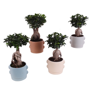 Ficus m. Ginseng Ball Shape Ø15cm in Ø19cm Ceramic SE496