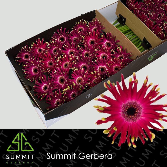 <h4>Gerbera Pastini Vicenza Doos</h4>