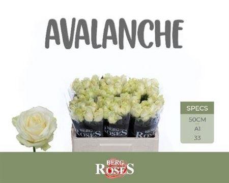 <h4>R Gr Avalanche+</h4>