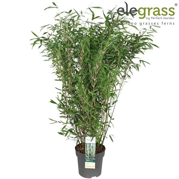 Fargesia murieliae 'Winter Black' P29