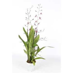 Oncidium