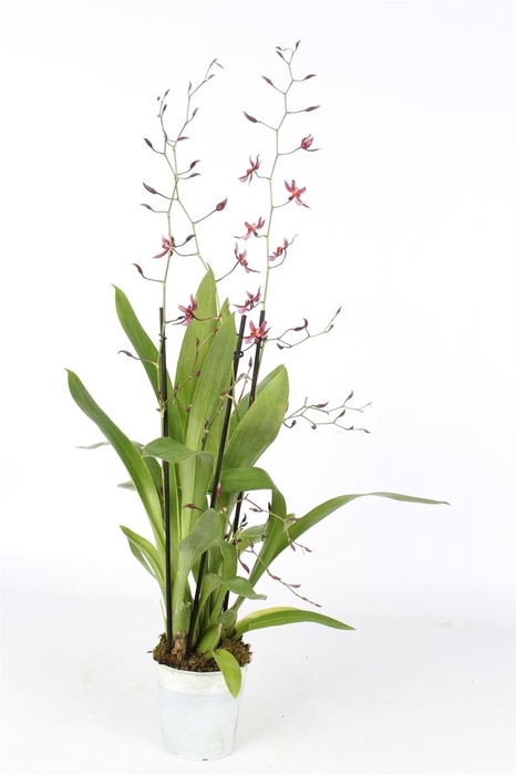 <h4>Oncidium</h4>