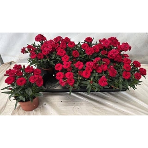 DIAN OSC CHERRY