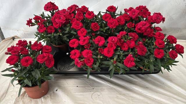 <h4>DIAN OSC CHERRY</h4>
