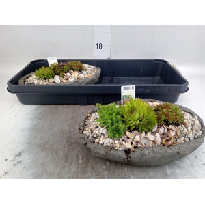 Arr.   Tuinplanten L%