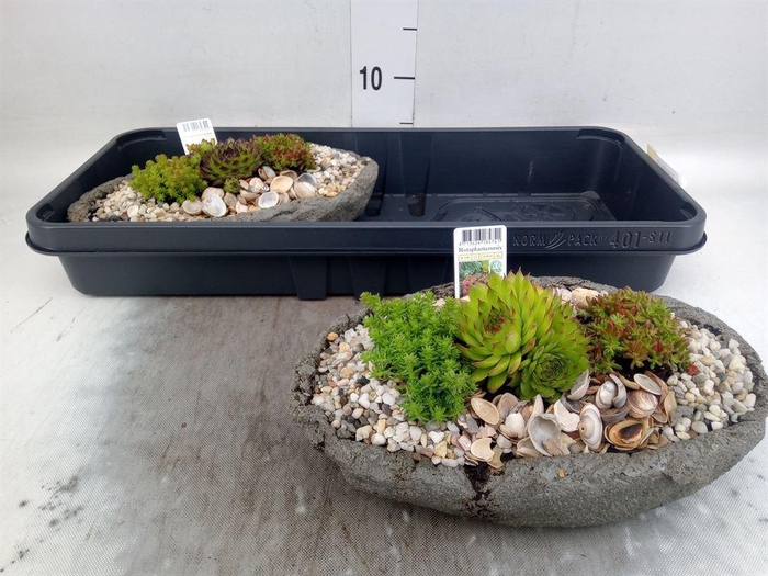 <h4>Arr.   Tuinplanten L%</h4>