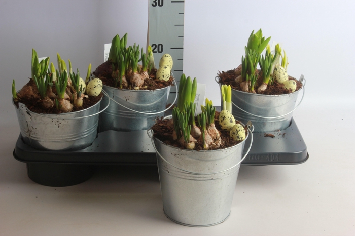 <h4>ARR BOL KNOLGEWAS</h4>