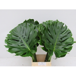 MONSTERA BLAD