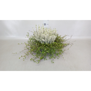 Calluna vulg. 'Garden G Alicia'