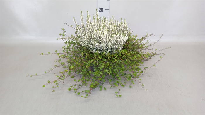 <h4>Calluna vulg. 'Garden G Alicia'</h4>