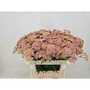 Achillea Peach