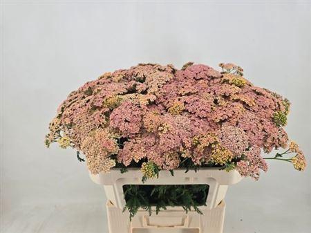 <h4>Achillea Peach</h4>