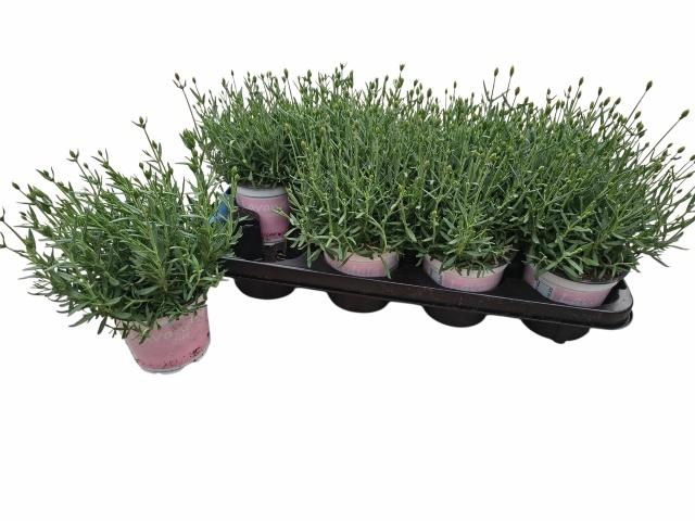 <h4>LAVAN AN ROSEA</h4>