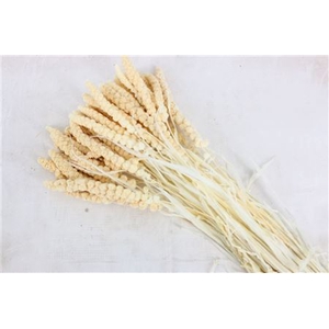 DRIED PANICUM GRASS BLEACHED BUNCH