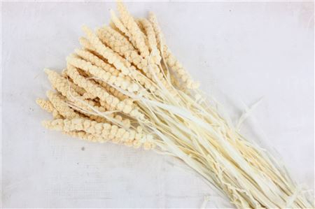 <h4>DRIED PANICUM GRASS BLEACHED BUNCH</h4>