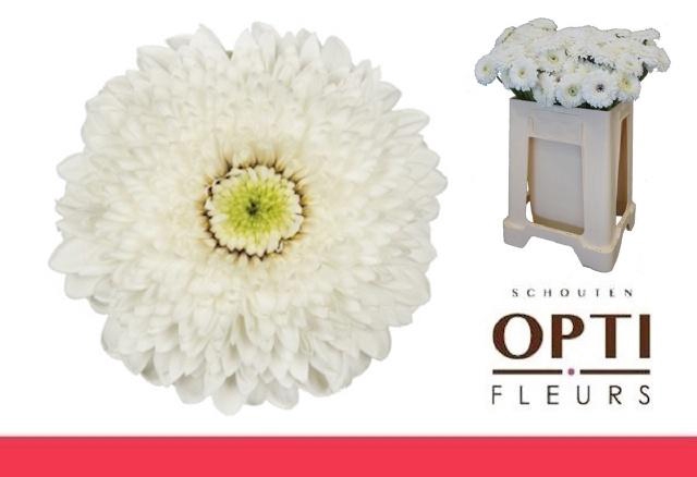 <h4>GE MB AMANDO</h4>