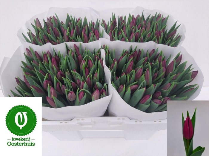 <h4>TU EN LAPTOP</h4>