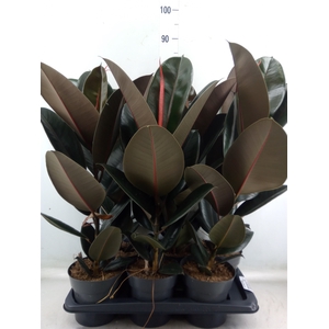 Ficus elastica 'Abidjan'