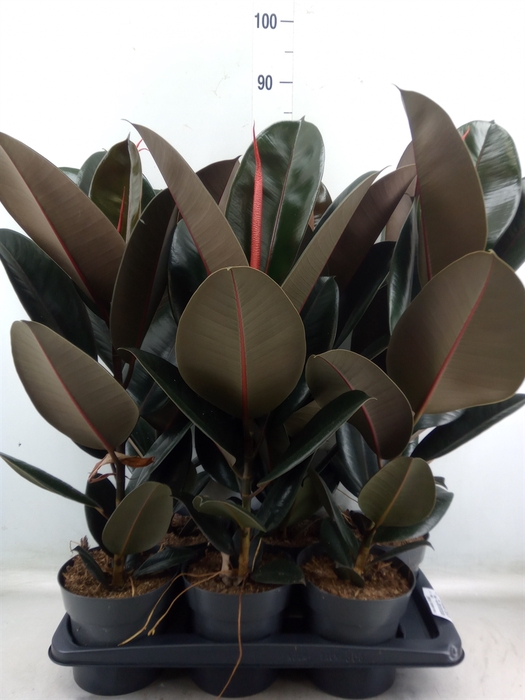 <h4>Ficus elastica 'Abidjan'</h4>