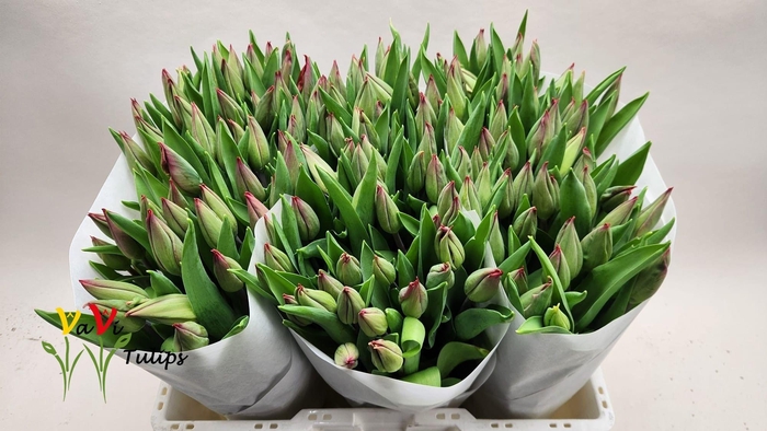 <h4>TU EN STRONG LOVE</h4>