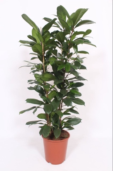 <h4>Ficus cyathistipula</h4>