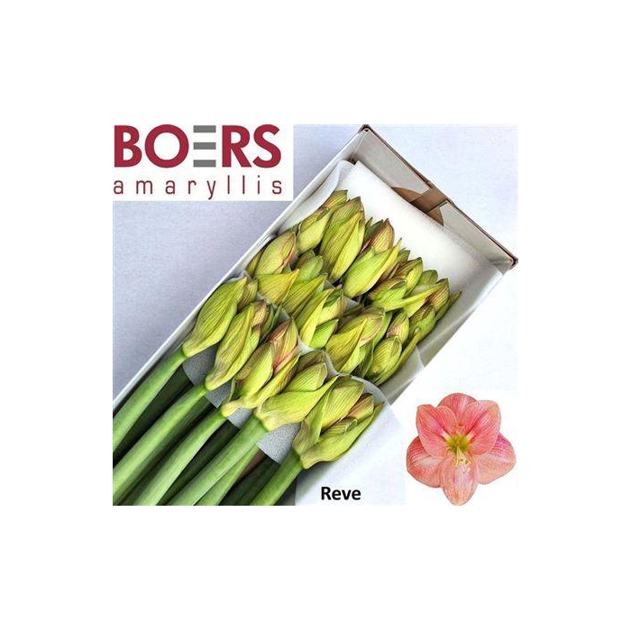 <h4>Hipp Ga Reve</h4>