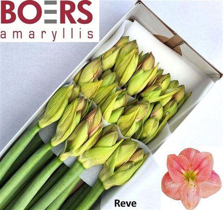 <h4>Hipp Ga Reve</h4>