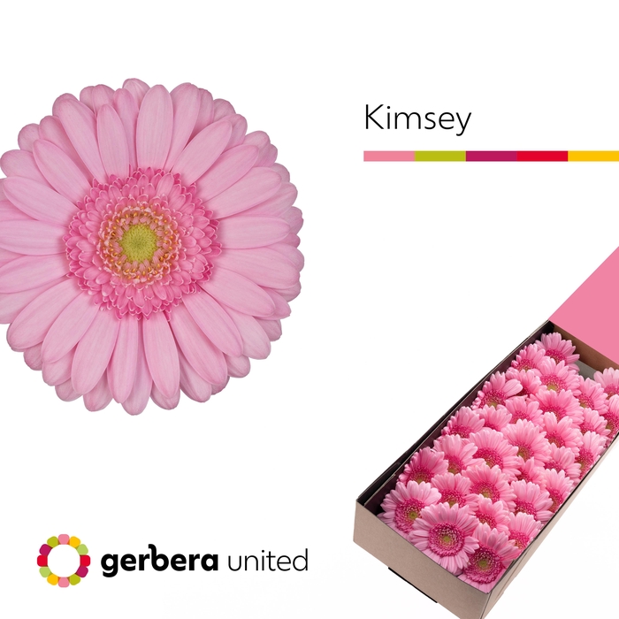 <h4>Germini Kimsey Doos</h4>