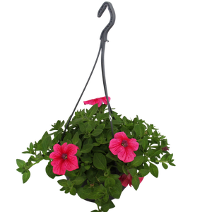 Hangpotten 23 cm Petunia Rose Vein