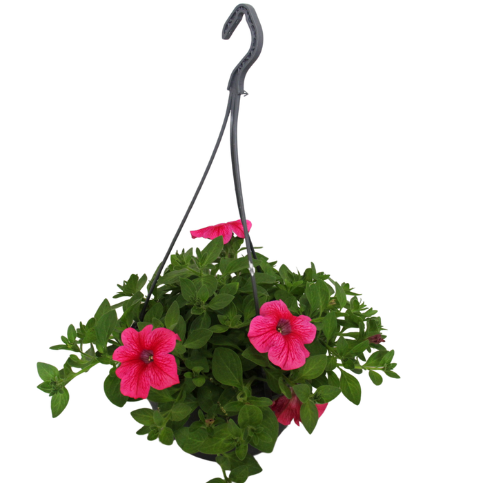 <h4>Hangpotten 23 cm Petunia Rose Vein</h4>