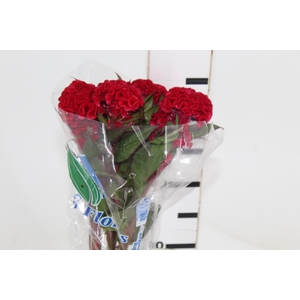 CELOSIA RED CHIEF 060 CM VERMELHO